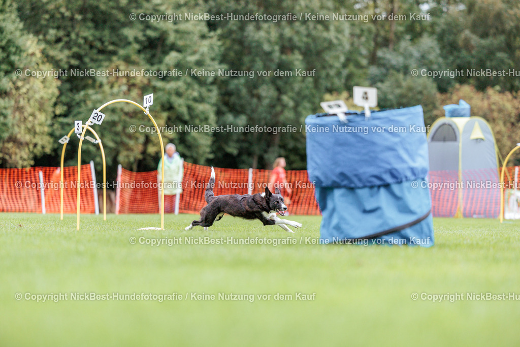 BSP Hoopers-H2 Tag2-2026-Nickbest-Hundefotografie-TuS Komet Arsten e.V.-8176 | Dein Hund! Dein Moment! Deine Erinnerungen! Hundefotografie in Bremen Blumenthal. Ich fange die besonderen Momente deines Vierbeiners ein – ob Indoor mit Blitzanlage oder in der freien Natur. Sicher dir dein Moment und dein Termin für eure Erinnerungen.