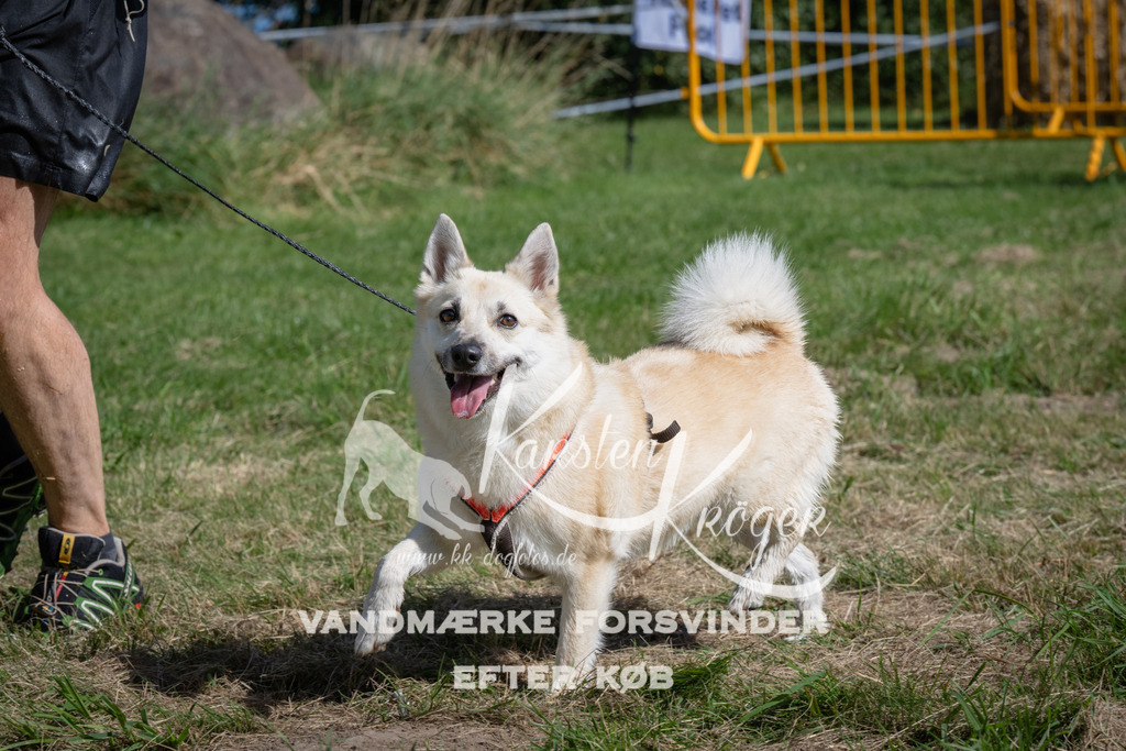 1056_ZZ99835 | kk-dogfotos
