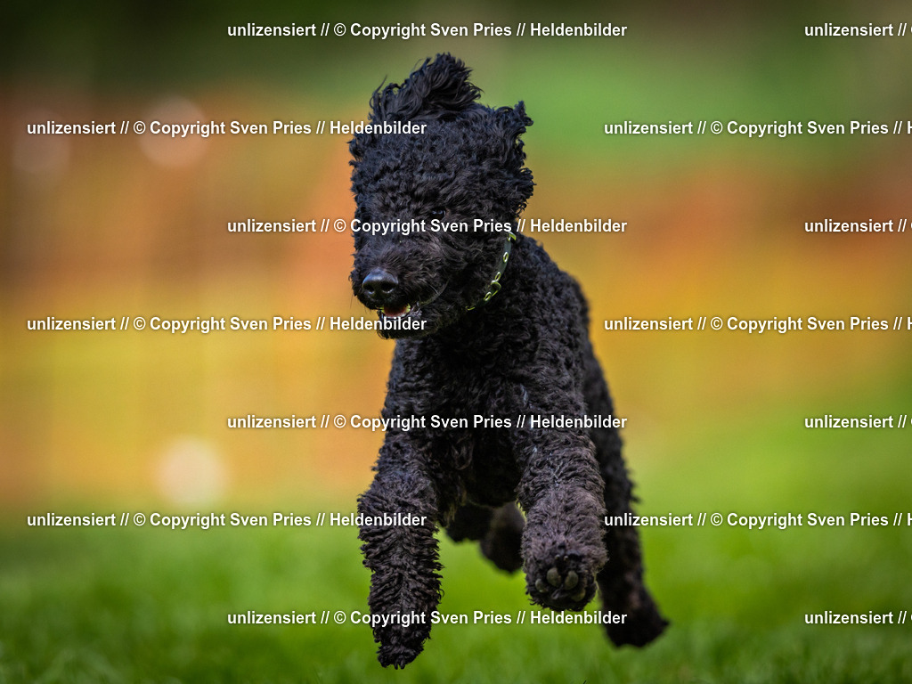 Sven Pries | 2025-04-13 - Hunderennen Baden-Baden - Realisiert mit Pictrs.com