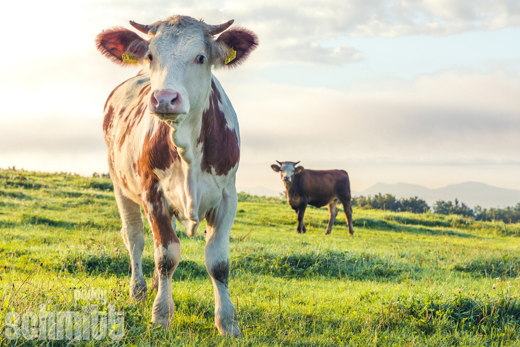 PS-Tiere-2026-91 | Entdecke die größte Bildgalerie der Region mit Fotografien aus dem Allgäu, der Bodenseeregion, Oberschwaben, dem Donautal und der Schwäbischen Alb. Landschaften, Luftaufnahmen und Reisefotografie als Wandbild und Fotokunst. - Realisiert mit Pictrs.com