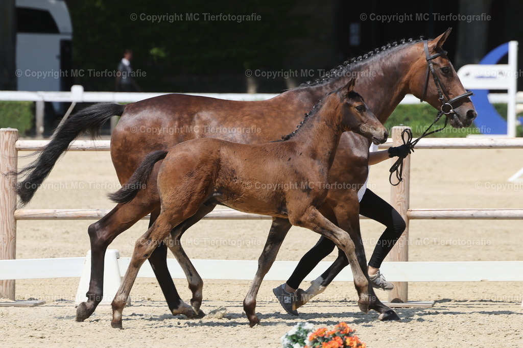 FohlenFotot.Warendorf20.06.26MCTierf.9C8A9280B | Pferdefotos online bestellen - Realisiert mit Pictrs.com