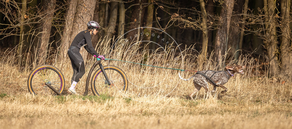 DV3A4676 | Hundefotografie, Tierfotograf, Pfotenfotografie, Fotoshooting Hund, Hunde Portrait, Hundesport, Hundeportraits, Heideshooting, Hunde, Sportfotograf, Hundefotograf, Turnierhundsport, THS,  - Realisiert mit Pictrs.com