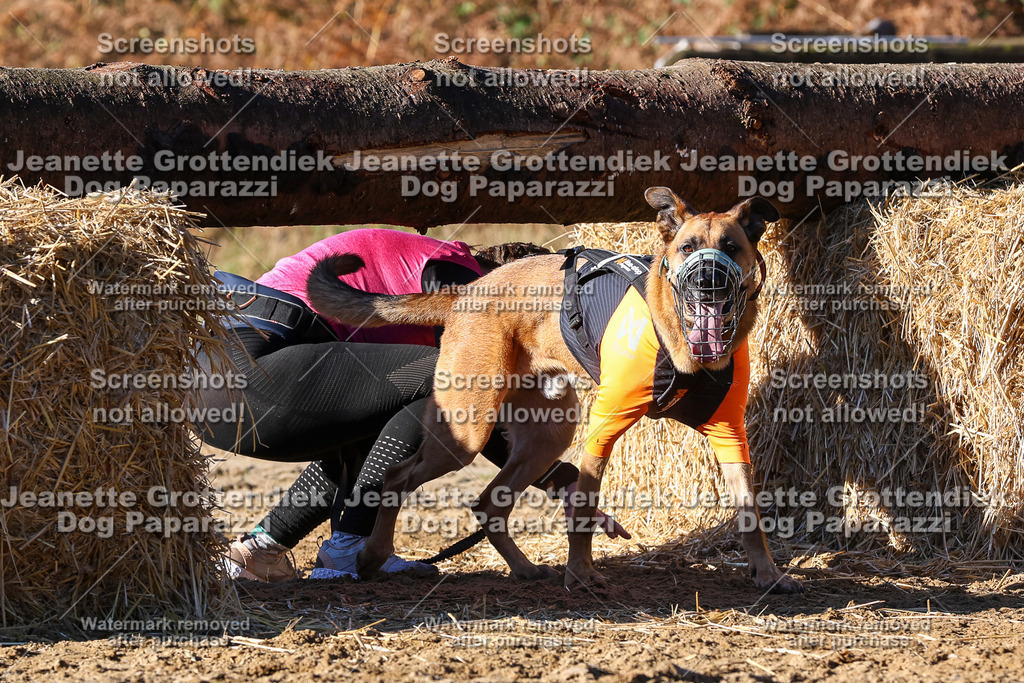 Dog Paparazzi - Strongdog 10-25-1827 | Dog Paparazzi Jeanette Grottendiek Fotografie & Videografie - Realisiert mit Pictrs.com