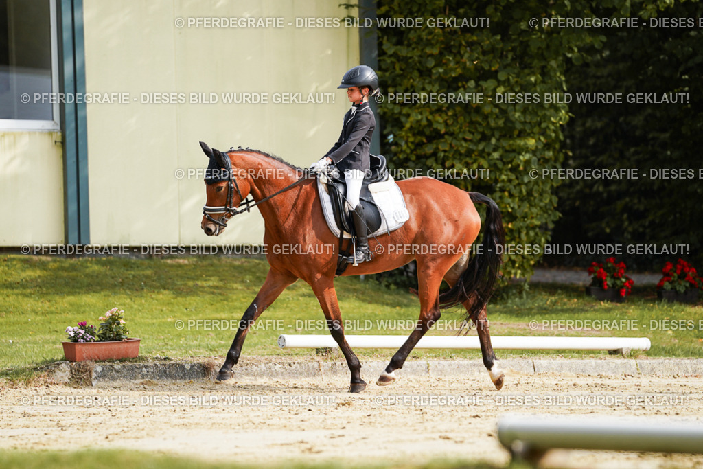 DSC04019 | Pferdegrafie