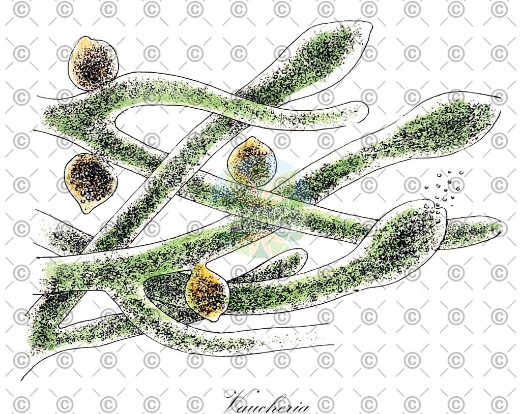 HistAbb_EMP_13384_1_SIMPLE | Historische Abbildung von Vaucheria - Vaucheriaceae (0) | Historical Illustration of Vaucheria - Vaucheriaceae (0)