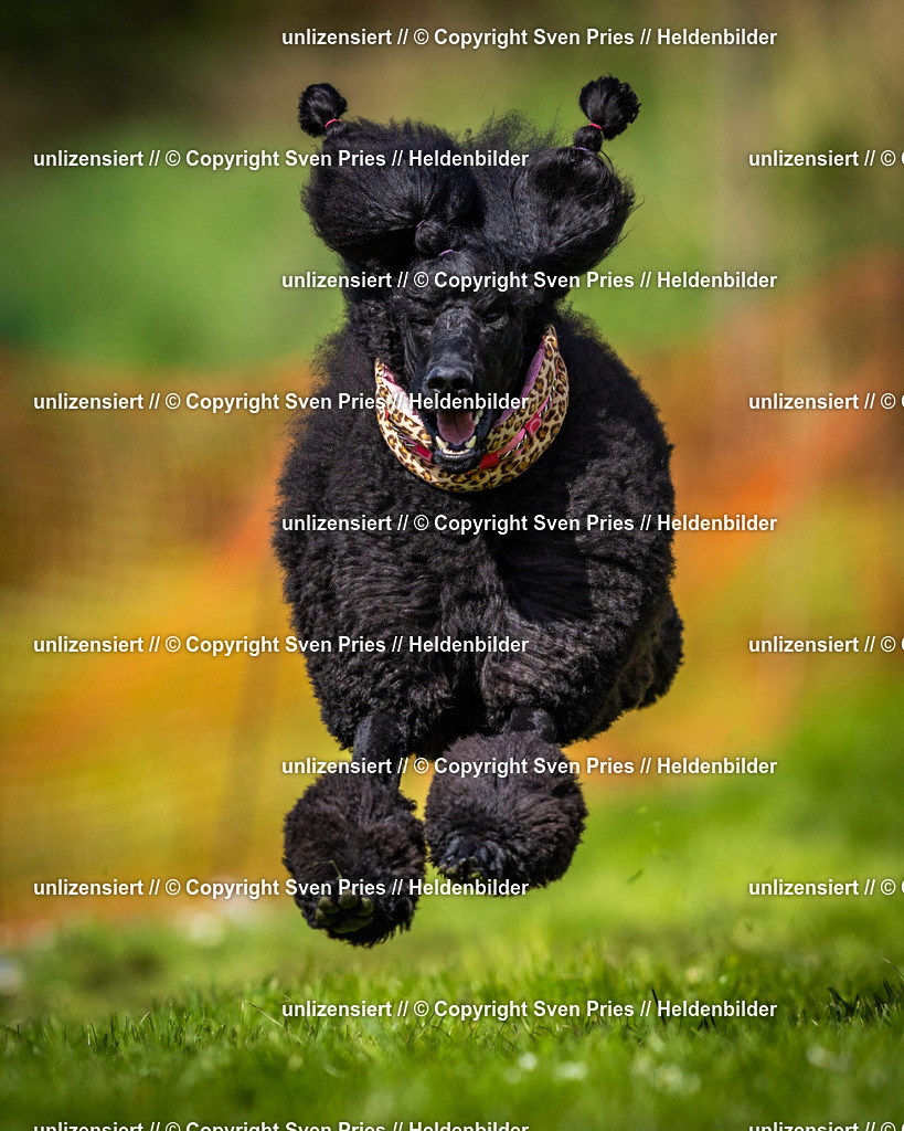 Sven Pries | 2025-04-13 - Hunderennen Baden-Baden - Realisiert mit Pictrs.com