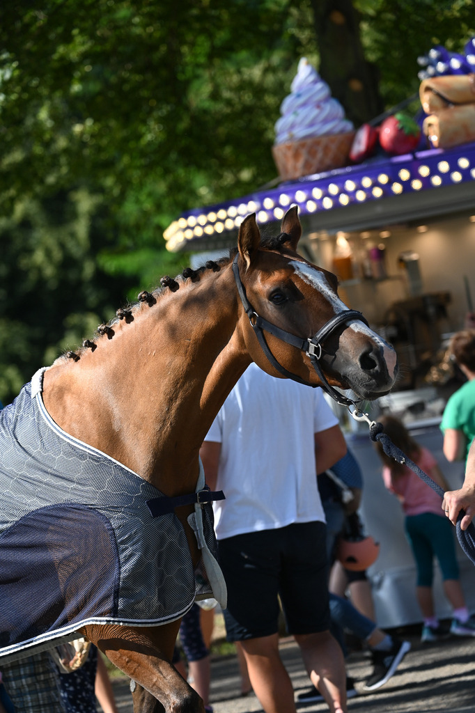 DSC_1276 | Pferde- und Turnierfotografie in Westsachsen. Pferdeportraits, Auftragszeichnungen und intuitive Kunst.