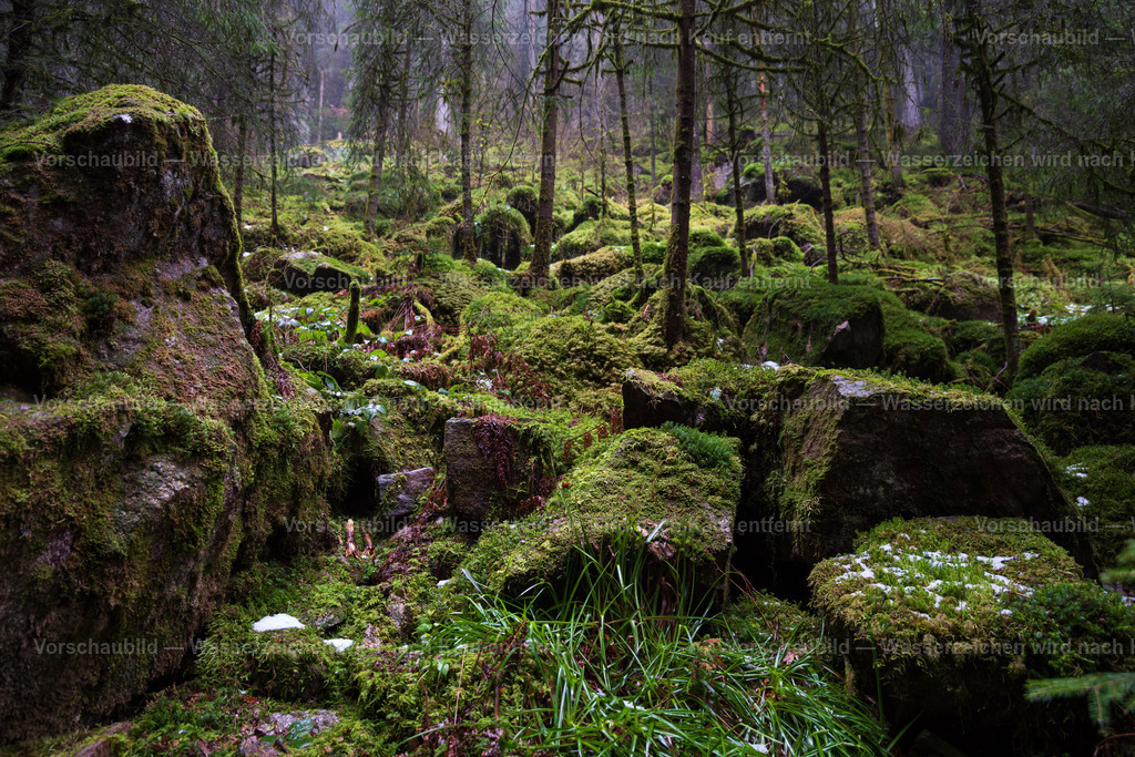 Moosbewachsene Steine | im Schwarzwald - Realisiert mit Pictrs.com