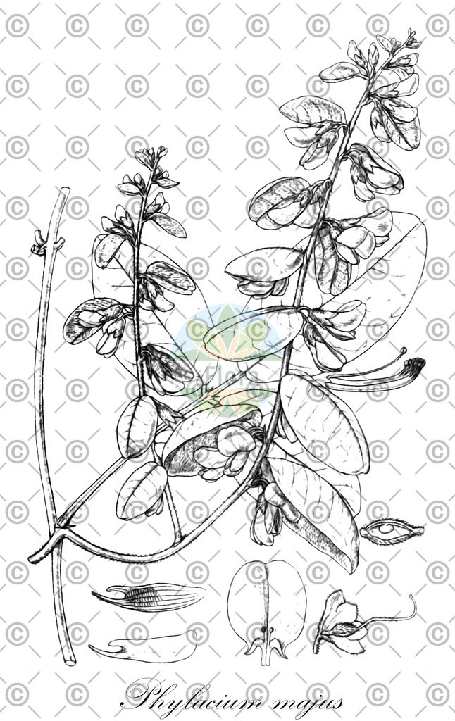 HistAbb_wfo-0000475810_1_ENZY_Simple | Historische Abbildung von Phylacium majus - Fabaceae | Historical Illustration of Phylacium majus - Fabaceae