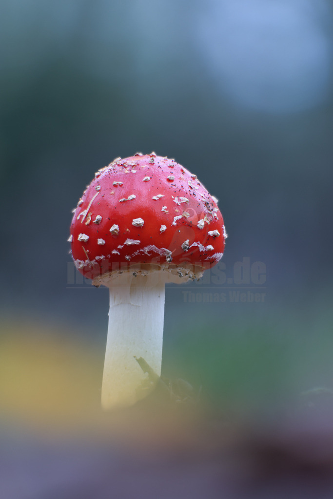 R5M20573_20261026 | Dieses Bild zeigt einen klassischen Fliegenpilz (Amanita muscaria) in seiner charakteristischen Form. Der Pilz ist bekannt für seinen leuchtend roten Hut, der mit weissen, warzenartigen Schuppen bedeckt ist, und seinen weissen Stiel, der oft einen Ring aufweist. Fliegenpilze sind in der nördlichen Hemisphäre weit verbreitet und wachsen typischerweise in Symbiose mit Birken und Nadelbäumen. Obwohl sie oft als märchenhaftes Symbol gelten, sind Fliegenpilze giftig und sollten nicht verzehrt werden. - Realisiert mit Pictrs.com