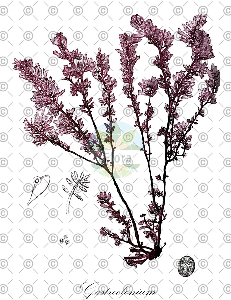 HistAbb_wfo-0001057446_1_ENZY_Simple | Historische Abbildung von Gastroclonium - Champiaceae (0) | Historical Illustration of Gastroclonium - Champiaceae (0)