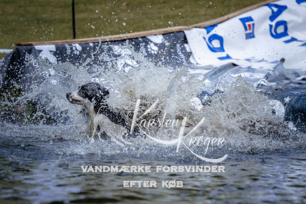 _ZZ915580915 | kk-dogfotos