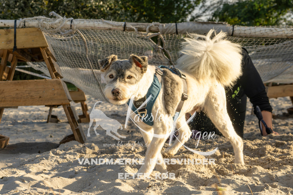 1647_ZZ99459 | kk-dogfotos