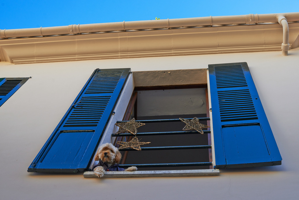 Angezogener kleiner Hund schaut asu dem Fenster | Pollenca, Spanien - January 04, 2014: Angezogener kleiner Hund schaut asu dem Fenster. - Realisiert mit Pictrs.com