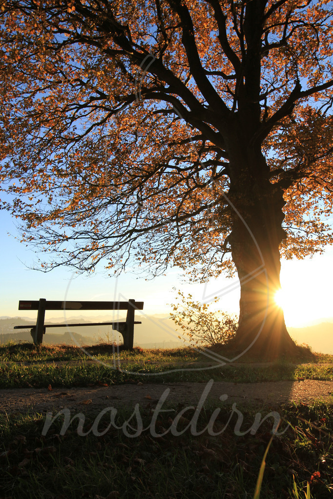Herbstbankerl Randegg | Bei Veröffentlichung des Bildes ist eine Namensnennung wie folgt erforderlich: 
Foto: Mostdirn Irmgard Wieser - Realisiert mit Pictrs.com