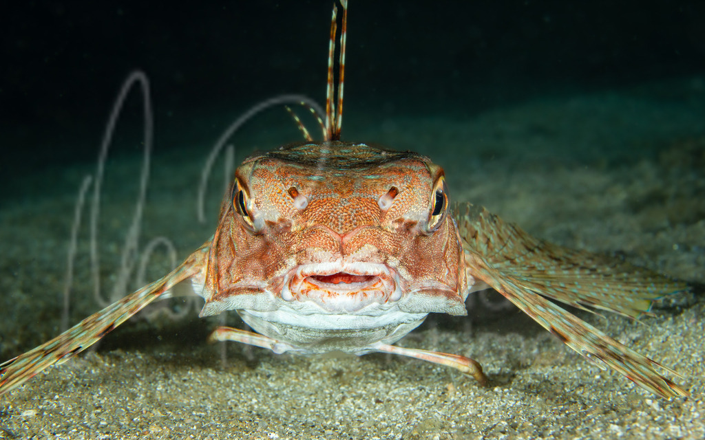 Dactylopterus volitans | Flughahn / Cast: Chicharra, golondrina, alón ; Eng: Flying gurnard; Fr: Grondin volant - Realisiert mit Pictrs.com