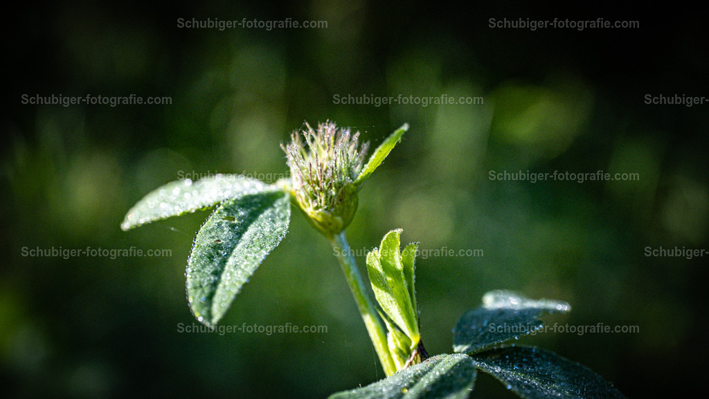 Ägyptische Klee | Der Ägyptische Klee, auch Alexandriner-Klee genannt, ist eine Pflanzenart in der Unterfamilie der Schmetterlingsblütler innerhalb der Familie der Hülsenfrüchtler. Sie gehört zur Untersektion Alexandrina aus der Sektion Trifolium in der Gattung Klee. Wikipedia - Realisiert mit Pictrs.com
