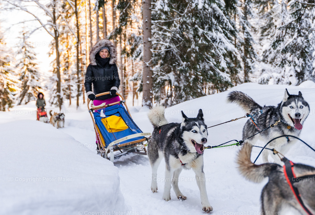 Huskyschlitten_Faubelhof_Hohenthurn-183 | piet_flosse