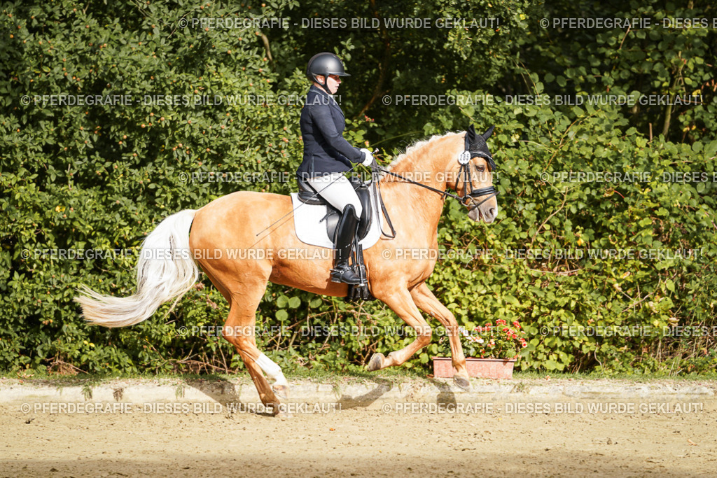 DSC09277 | Pferdegrafie