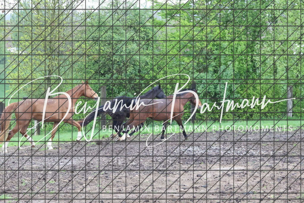 IMG_4263 | Benjamin Bartmann Photomoments