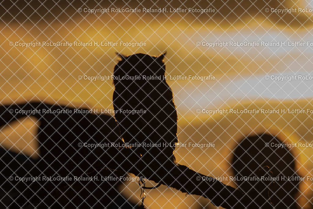 Sonnenuntergang-Silouhette | Vogel Silhouette im Sonnenuntergang - Realisiert mit Pictrs.com