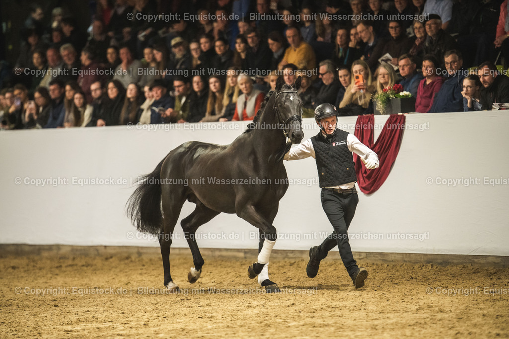 20240302_Hengstvorstellung_Marbach_TOMsPiC_1287 | equistock