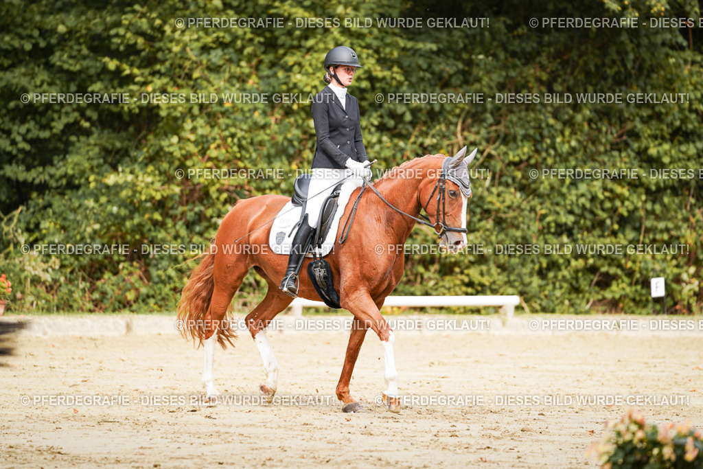 DSC01906 | Pferdegrafie