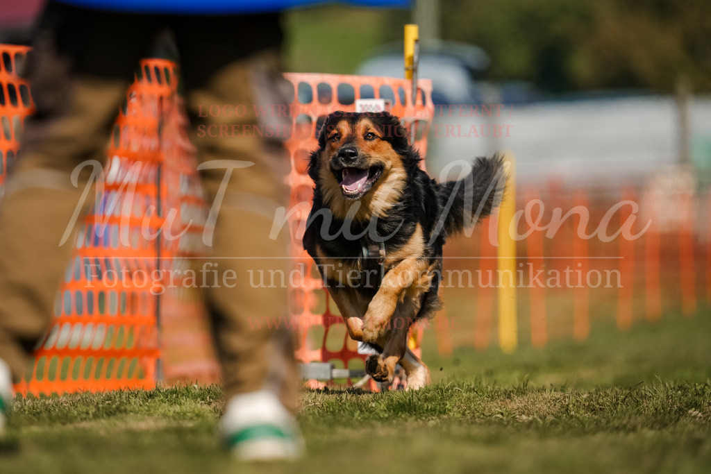 20250928_Hunderennen-665 | MuT (Mensch und Tier) mit Mona - Fotografie und Tierkommunikation - Realisiert mit Pictrs.com