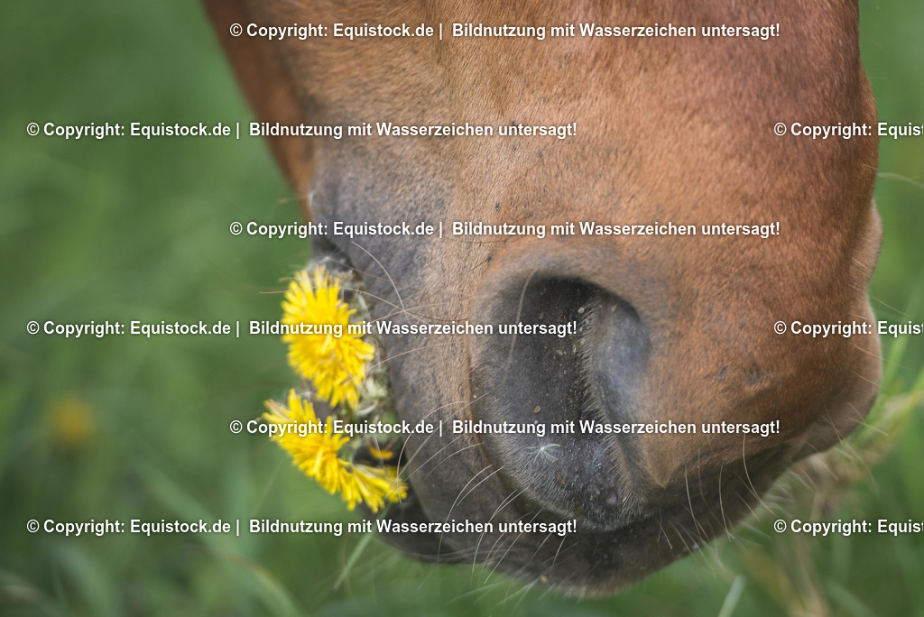 TS_20170509_L__wenzahn_Grando_0001 | Foto: Thomas Hartig