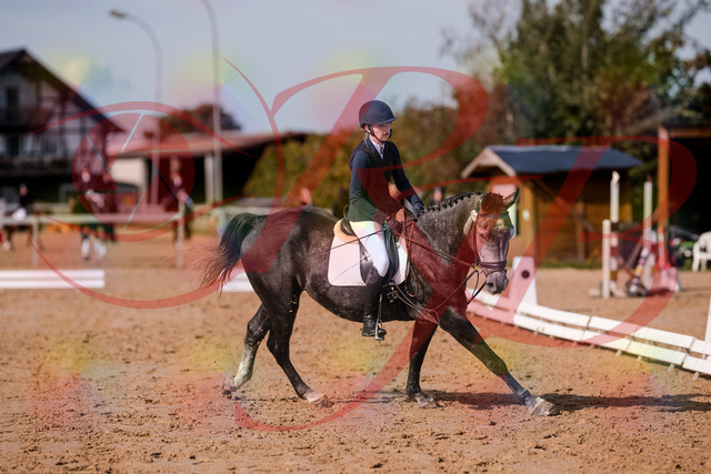 2026_10_03_Siefer-Hof_120348_Z81_05982739 | Professionelle Reitsport-, Turnier- und Eventfotografie von Robert Broda. Galerien mit ausgewählten und bearbeiteten Bildern direkt online ansehen und bestellen.