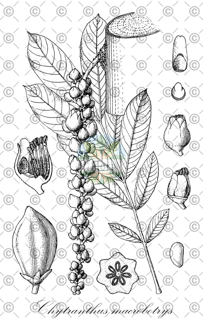 HistAbb_wfo-0000859467_1_ENZY_Simple | Historische Abbildung von Chytranthus macrobotrys - Sapindaceae | Historical Illustration of Chytranthus macrobotrys - Sapindaceae