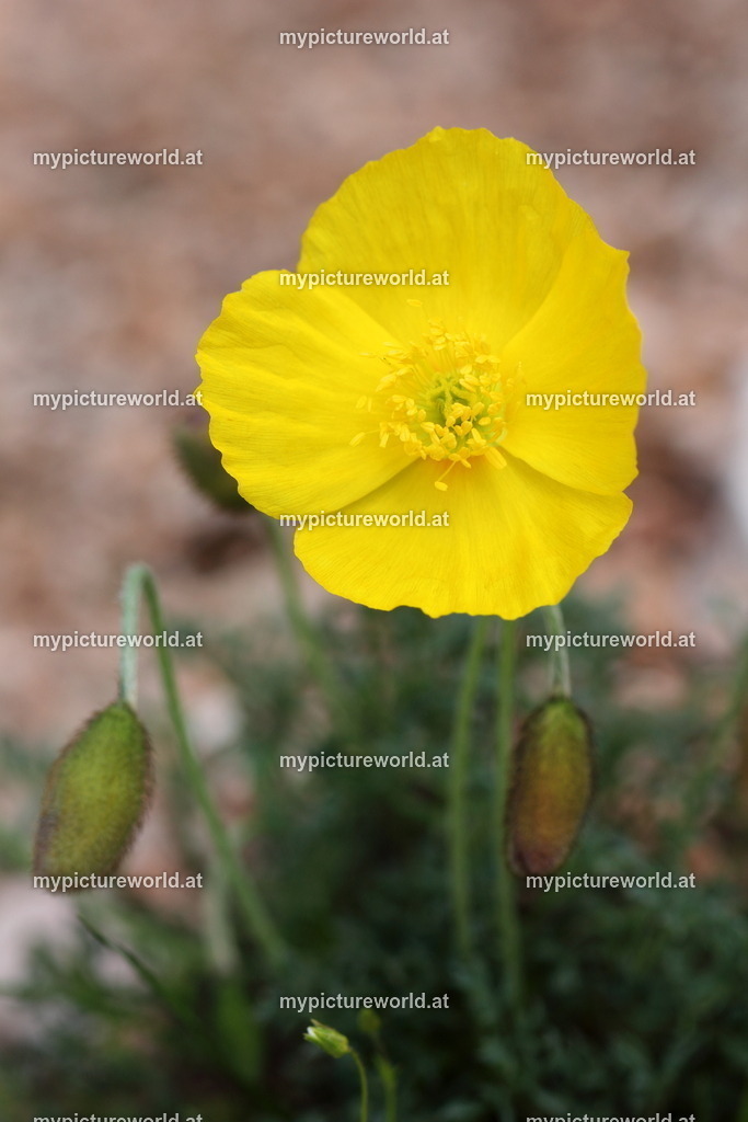 Karawanken-Alpenmohn-005 | Das Bilderarchiv über Tiere, Planzen und Landschaften. In der Bilddatenbank finden Sie ein große Auswahl an hochwertigen Bilder für Ihre Werbung - Realized with Pictrs.com