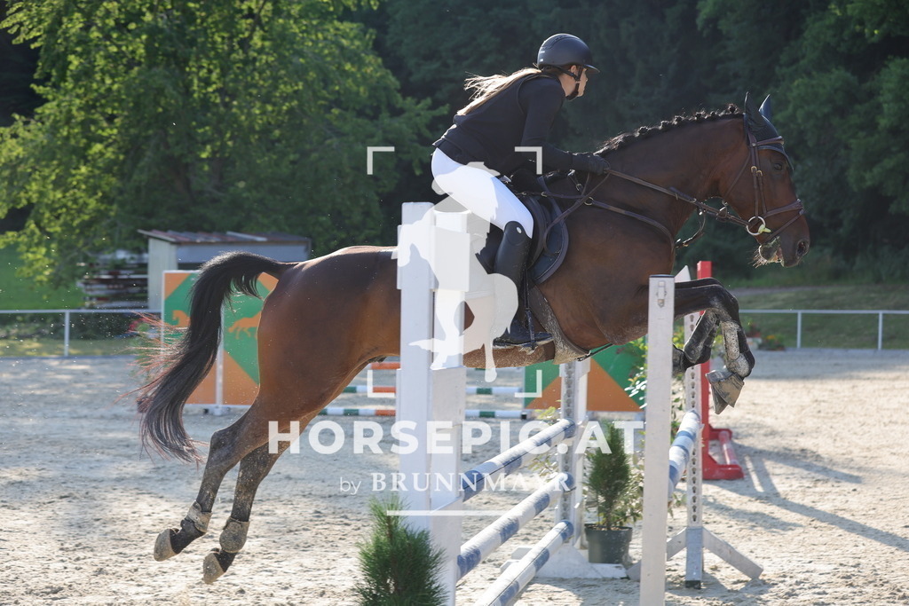 0P6A6900 | Willkommen bei Brunnmayr - Design & Fotografie – Ihrem Spezialisten für Reitturniere und Pferdeveranstaltungen in Oberösterreich, Salzburg und Bayern! Seit über 17 Jahren sind wir leidenschaftlich dabei.