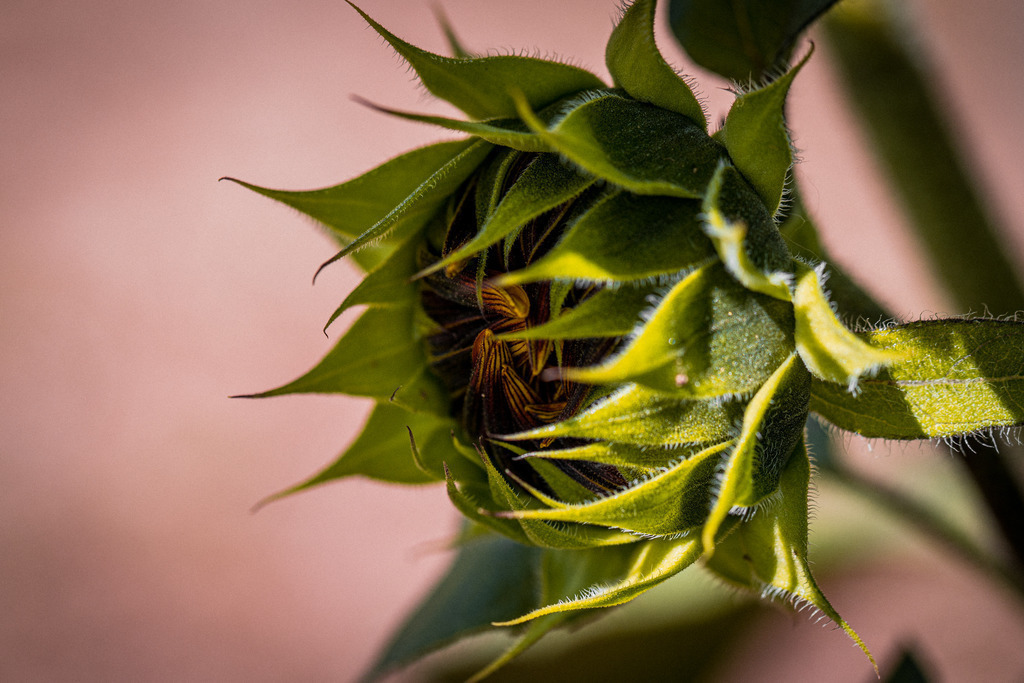 IMG_3643 | ehrlichefotos - Realisiert mit Pictrs.com