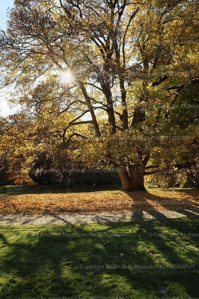 Ahornbaum im Herbst | Ahornbaum im Herbst - Realisiert mit Pictrs.com