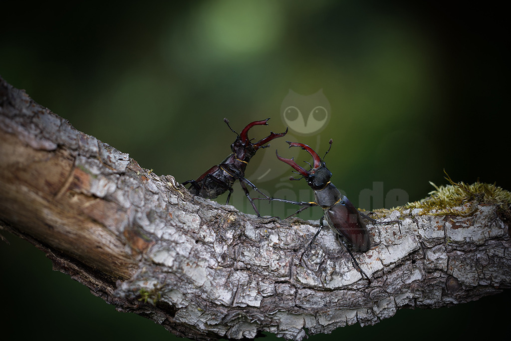 R5NF0008-20230702 | Der Hirschkäfer ist ein Käfer aus der Familie der Schröter. Er gehört zu den größten und auffälligsten Käfern in Europa. Seinen Namen erhielt der Hirschkäfer aufgrund der bei den Männchen geweihartig vergrößerten Mandibeln. - Realisiert mit Pictrs.com
