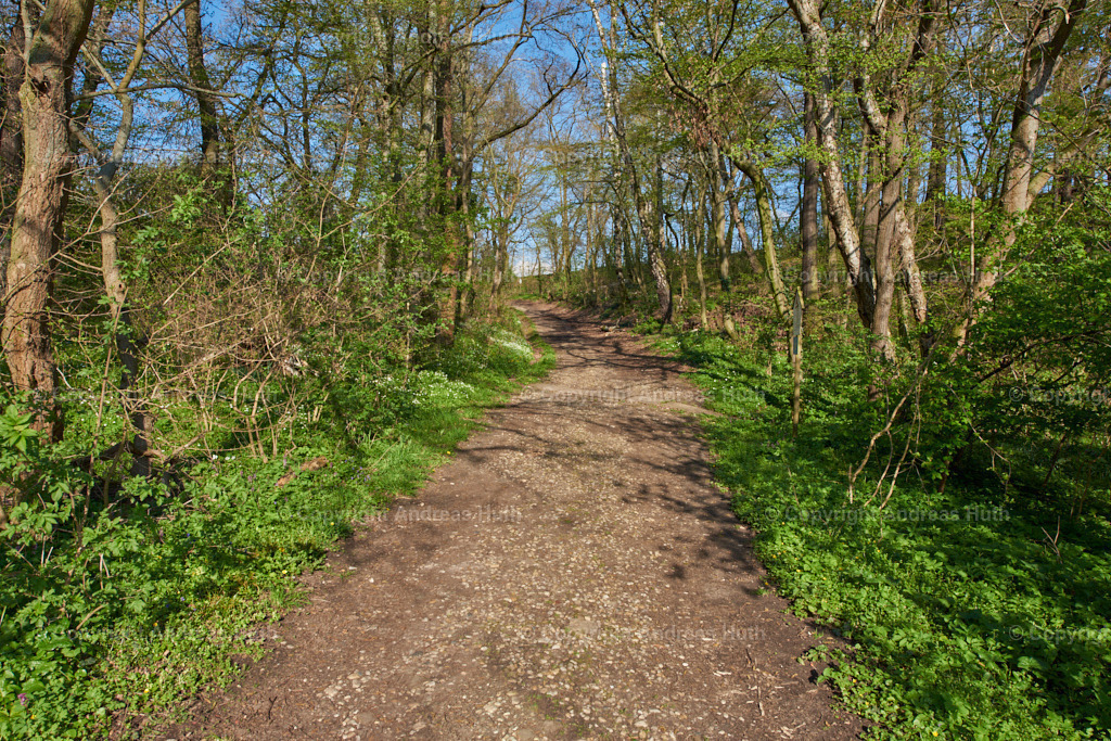 Die _Große Hölle__ ein Hohlweg im NSG _Pfarrholz_ Groitzsch 02 | Bedeutsame Landschaften Deutschlands - Realisiert mit Pictrs.com