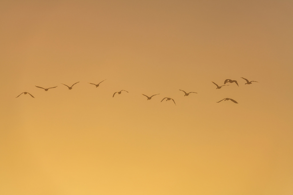2024_10_04_HIMMELMOOR-NEBEL_MCP7273 | Hochwertig gedruckte Fotografien für die Wand, als Kalender und zum Verschenken. Hamburg & Norddeutschland und überall wo ich mit der Kamera unterwegs war.