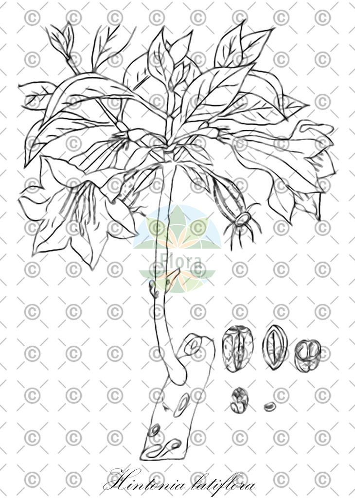 HistAbb_wfo-0000661183_1_SIMPLE | Historische Abbildung von Hintonia latiflora - Rubiaceae | Historical Illustration of Hintonia latiflora - Rubiaceae