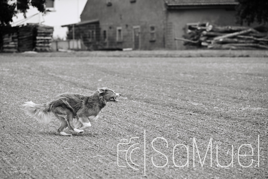 SML_9675 | Sa-Muel - Realisiert mit Pictrs.com