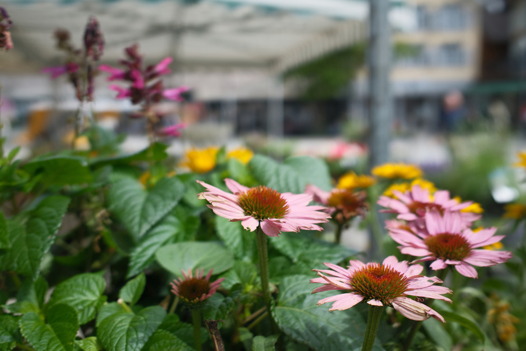 Blumenmarkt am Dornbirner Marktplatz | Dornbirn, Austria - July 08, 2025: Blumenmarkt am Dornbirner Marktplatz. - Realisiert mit Pictrs.com