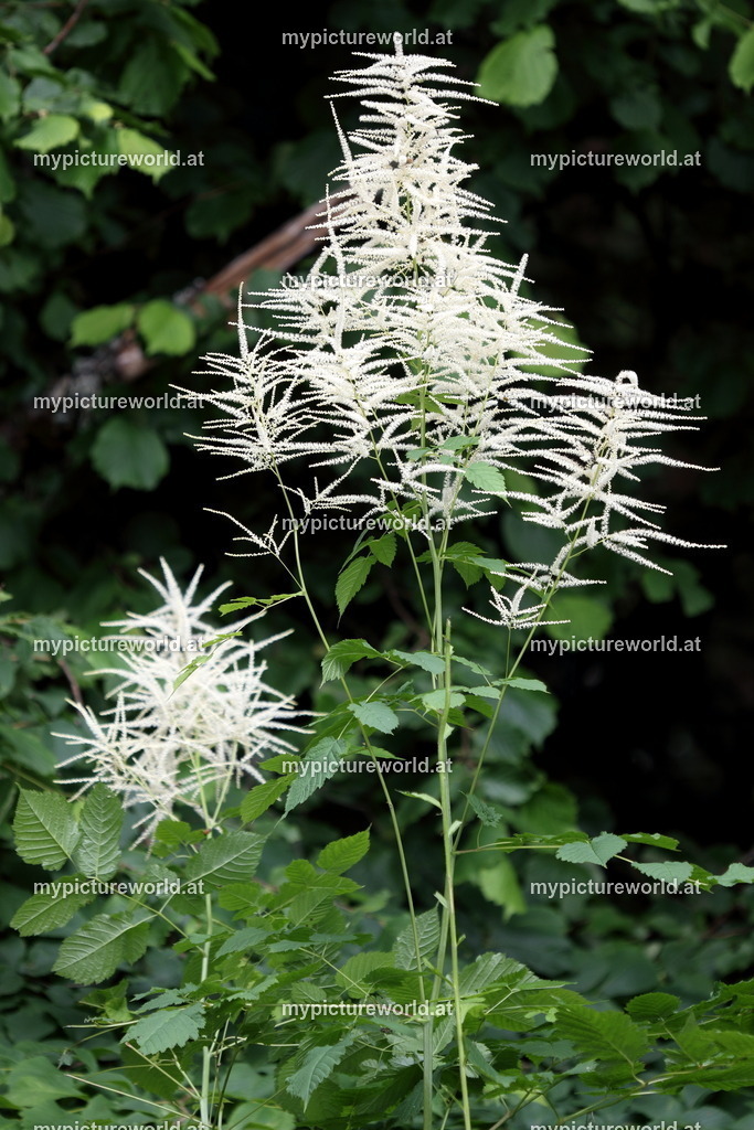Wald-Geißbart-001 | Das Bilderarchiv über Tiere, Planzen und Landschaften. In der Bilddatenbank finden Sie ein große Auswahl an hochwertigen Bilder für Ihre Werbung - Realisiert mit Pictrs.com