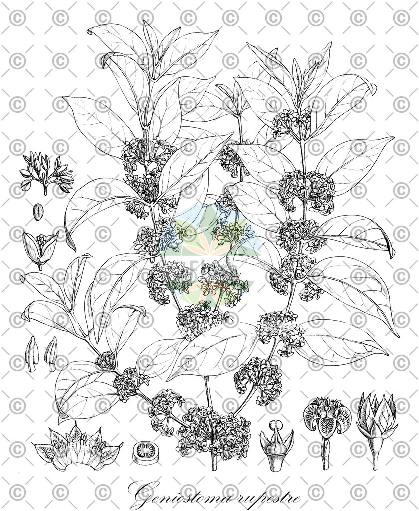 HistAbb_wfo-0000971808_1_ENZY_Simple | Historische Abbildung von Geniostoma rupestre - Loganiaceae | Historical Illustration of Geniostoma rupestre - Loganiaceae