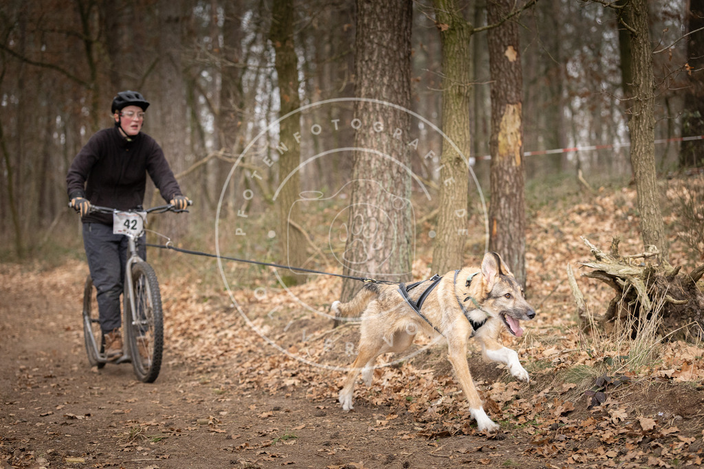 Pfotenfotografie_DV3A6971 | Hundefotografie, Tierfotograf, Pfotenfotografie, Fotoshooting Hund, Hunde Portrait, Hundesport, Hundeportraits, Heideshooting, Hunde, Sportfotograf, Hundefotograf, Turnierhundsport, THS,  - Realisiert mit Pictrs.com