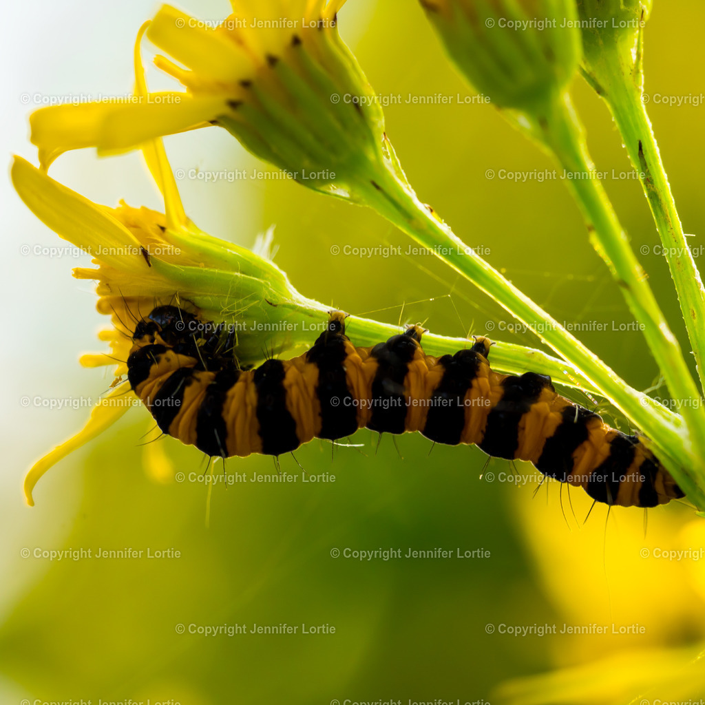 Raupe an Blüte | Kreative Naturaufnahmen als hochwertige Druckprodukte kaufen. - Realisiert mit Pictrs.com