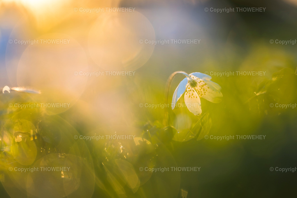 _1030228 | thowehey - Realisiert mit Pictrs.com