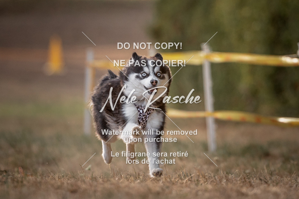 nelerasche_SummerNights26_SoPawSprint_137 | nelerasche