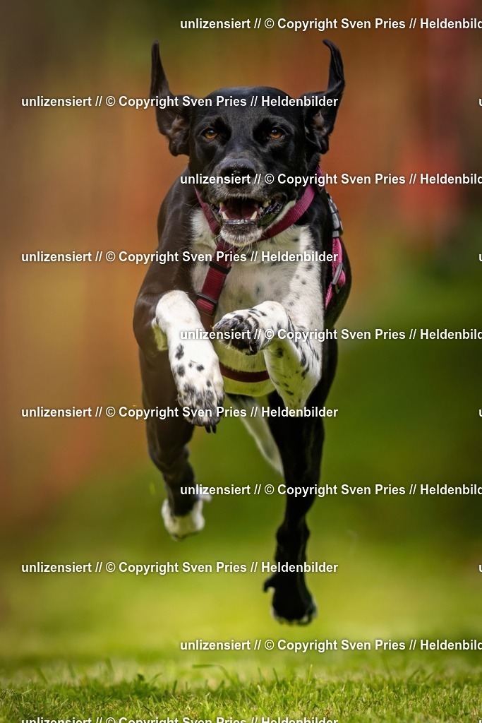 Sven Pries | 2024-09-22 - Hunderennen Baden-BadenPudelverein - Realisiert mit Pictrs.com