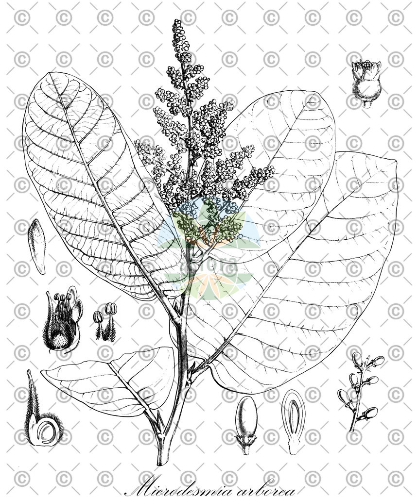 HistAbb_63B2Y_1_ENZY_Simple | Historische Abbildung von Microdesmia arborea - Chrysobalanaceae | Historical Illustration of Microdesmia arborea - Chrysobalanaceae