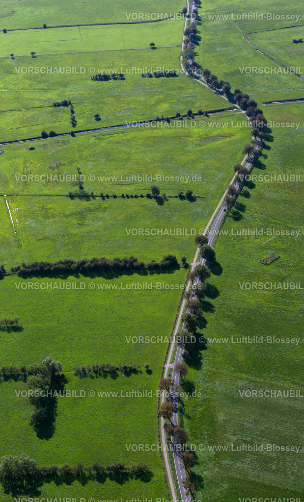 Usedom12083883Usedom | Allee Anklamer Straße mit Wiesen,  Usedom, Ostsee, Usedom, Ostseeküste, Mecklenburg-Vorpommern, Deutschland, Europa